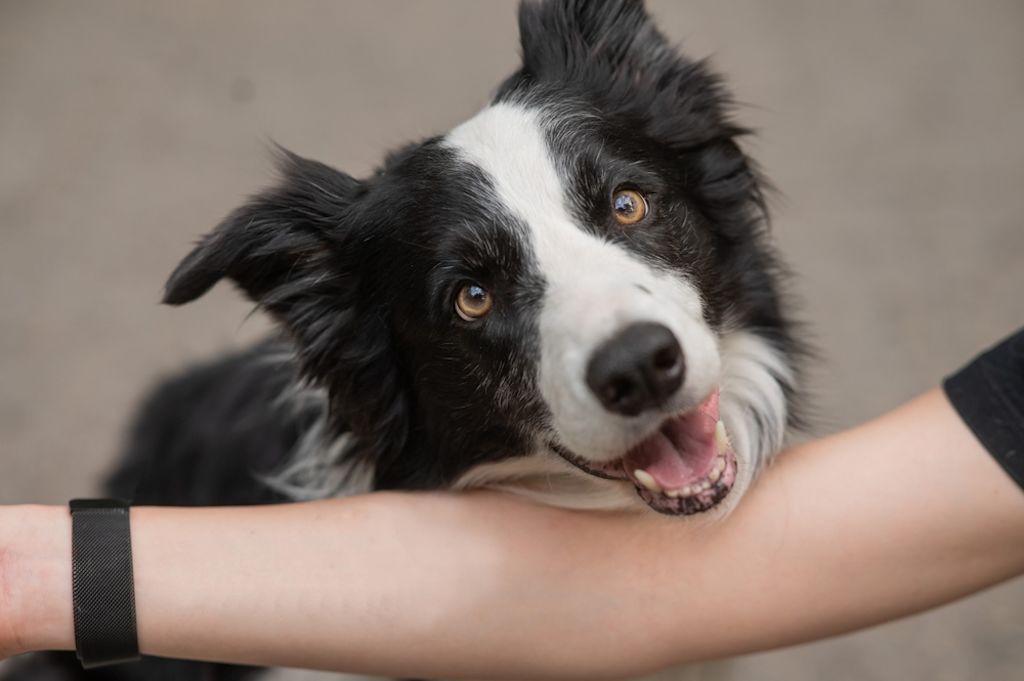 Border Collie puppy rent speels over bospad