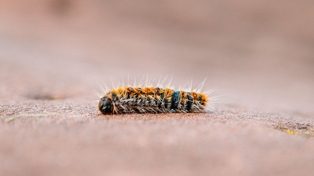 Oruga procesionaria del pino