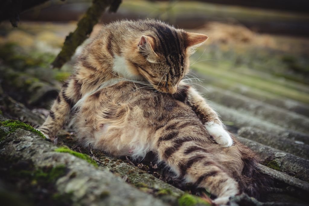 toilette chat demangeaisons