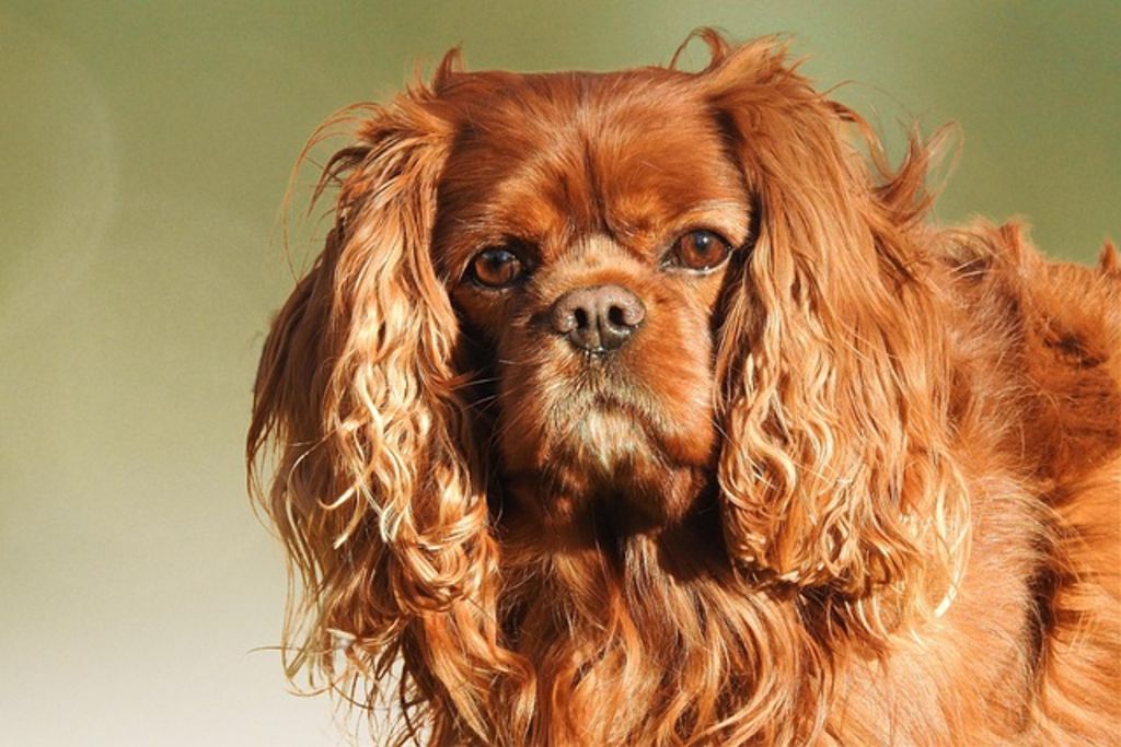 cavalier king charles marron
