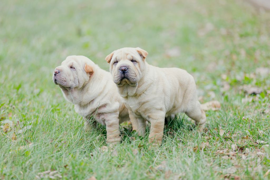 chiot sharpei