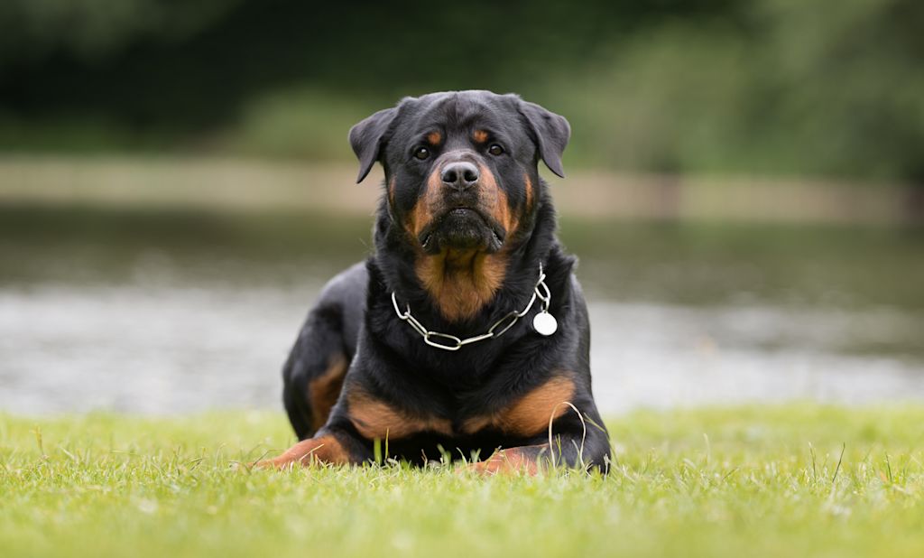 rottweiler paisiblement allonge