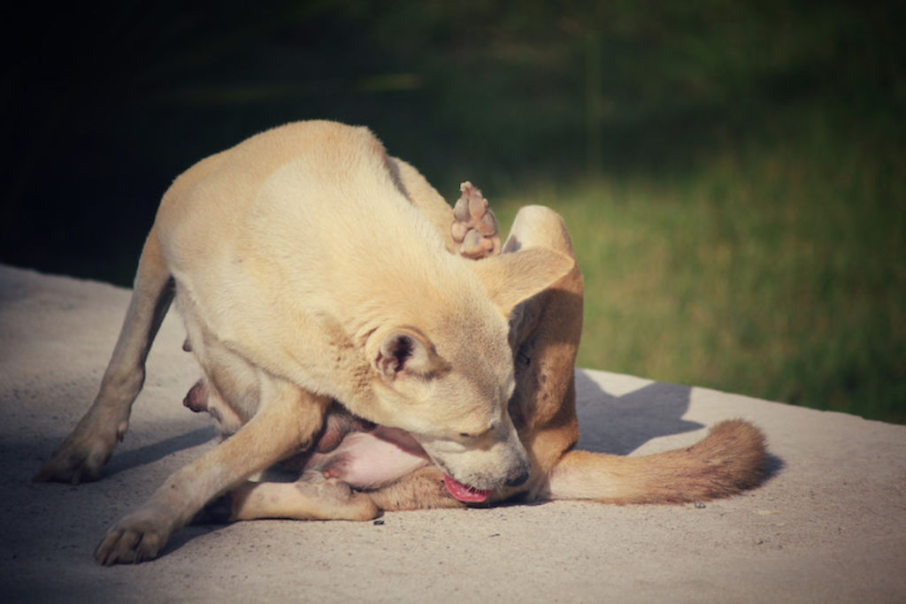 symtômes fistule péri-anale chez le chien