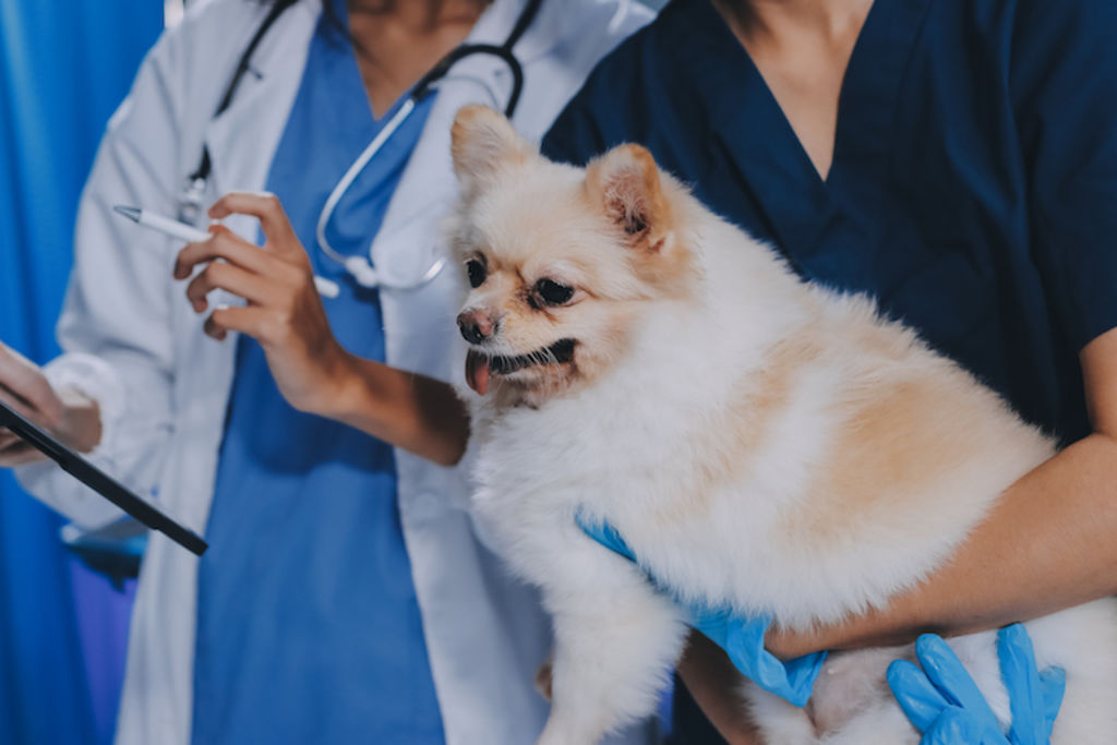 facture vétérinaire