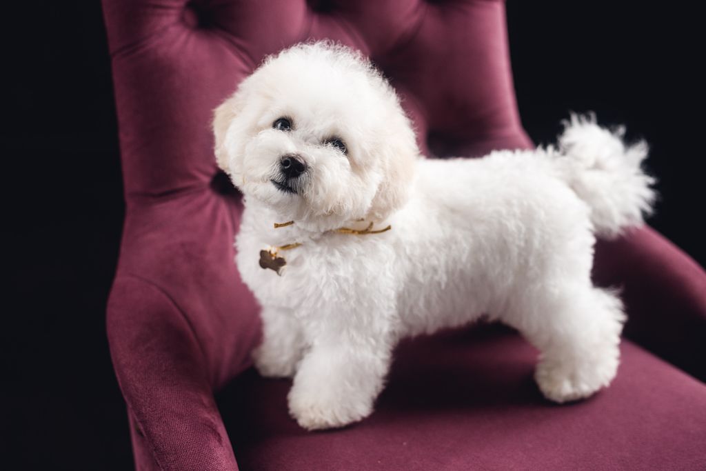 bichon frise