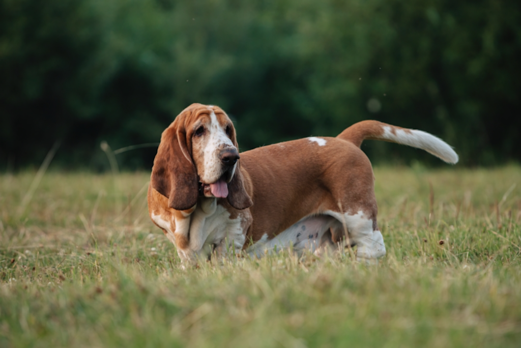 Le basset hound