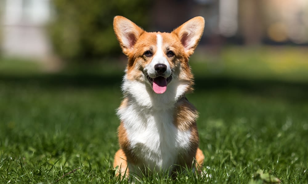 Circa 15 % aller Hunde sind betroffen