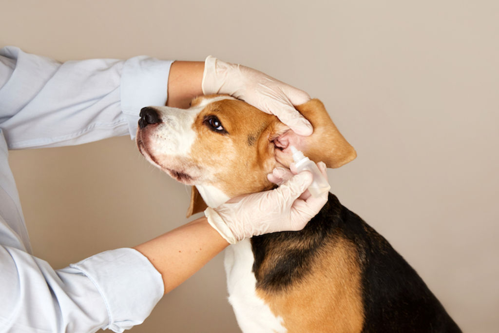 examen gale oreilles chien