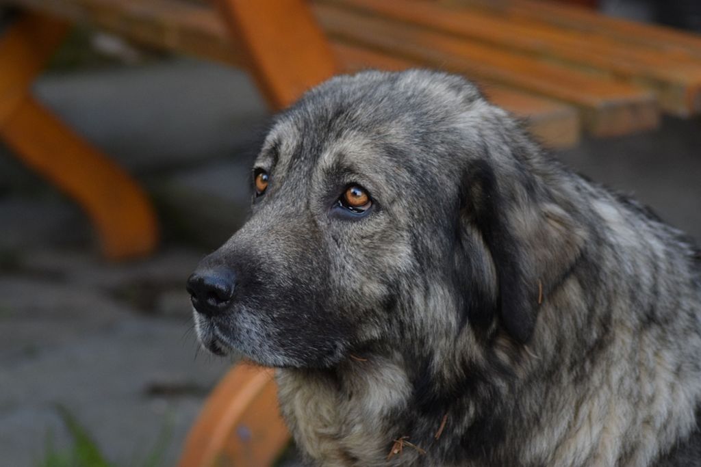 Pastore del Caucaso adulto