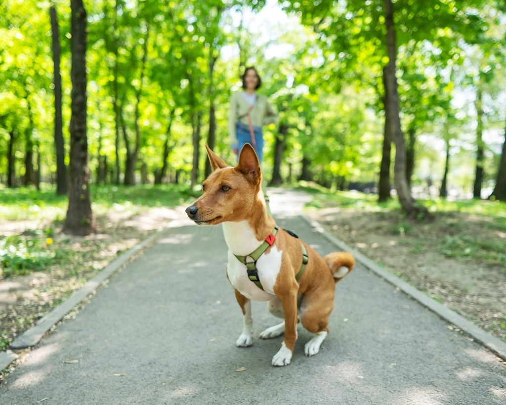 Basenji in het bos