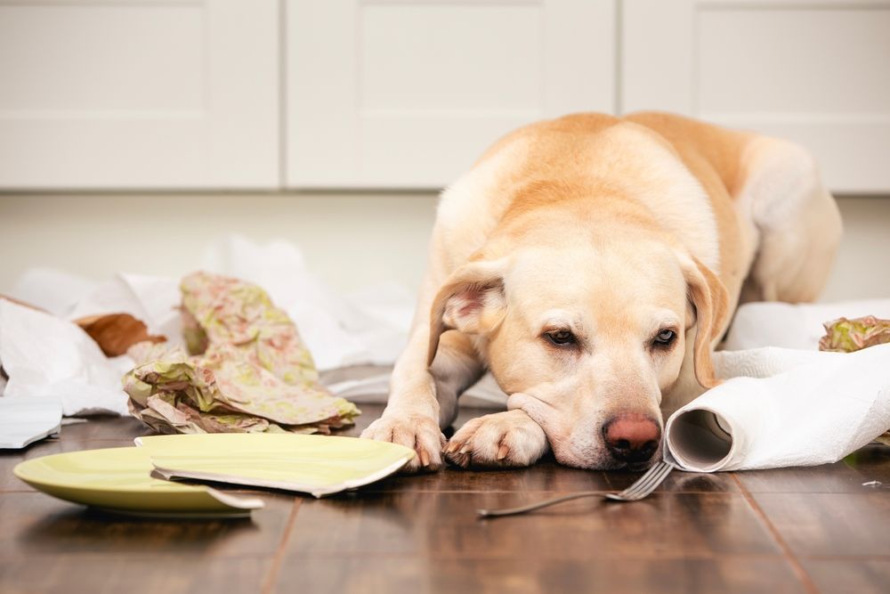 Fremdkörper können Auslöser sein