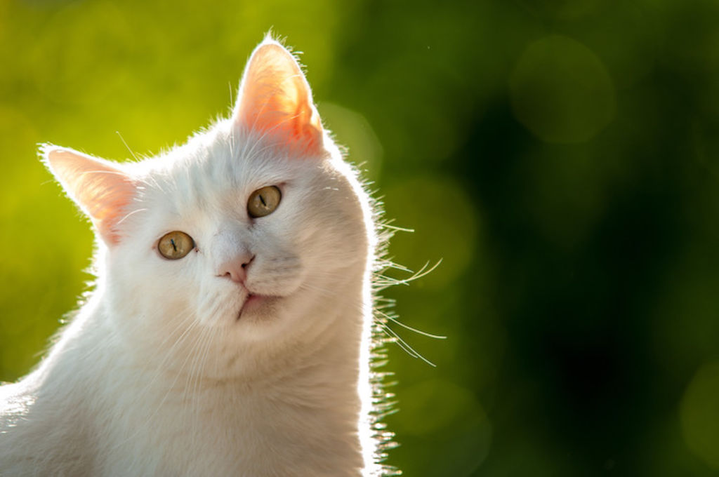 chat blanc mâle