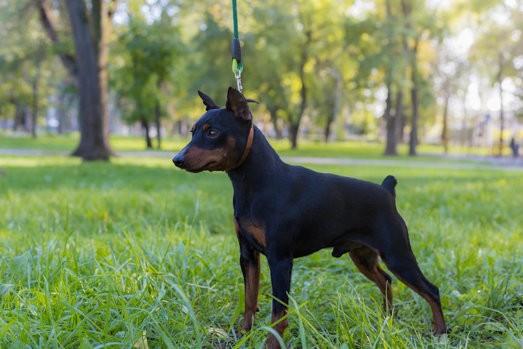 pinscher allemand en laisse