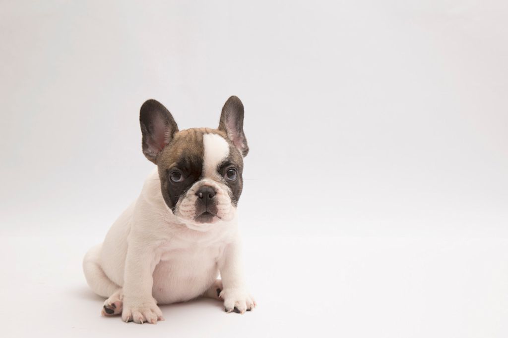 jeune Bouledogue français