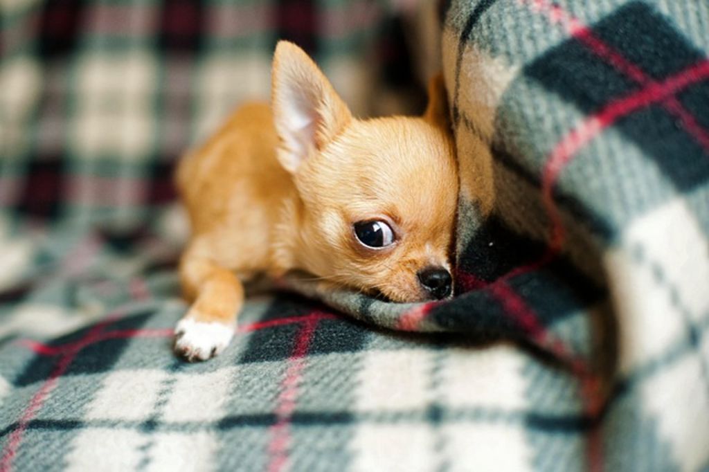 Chiot chihuahua