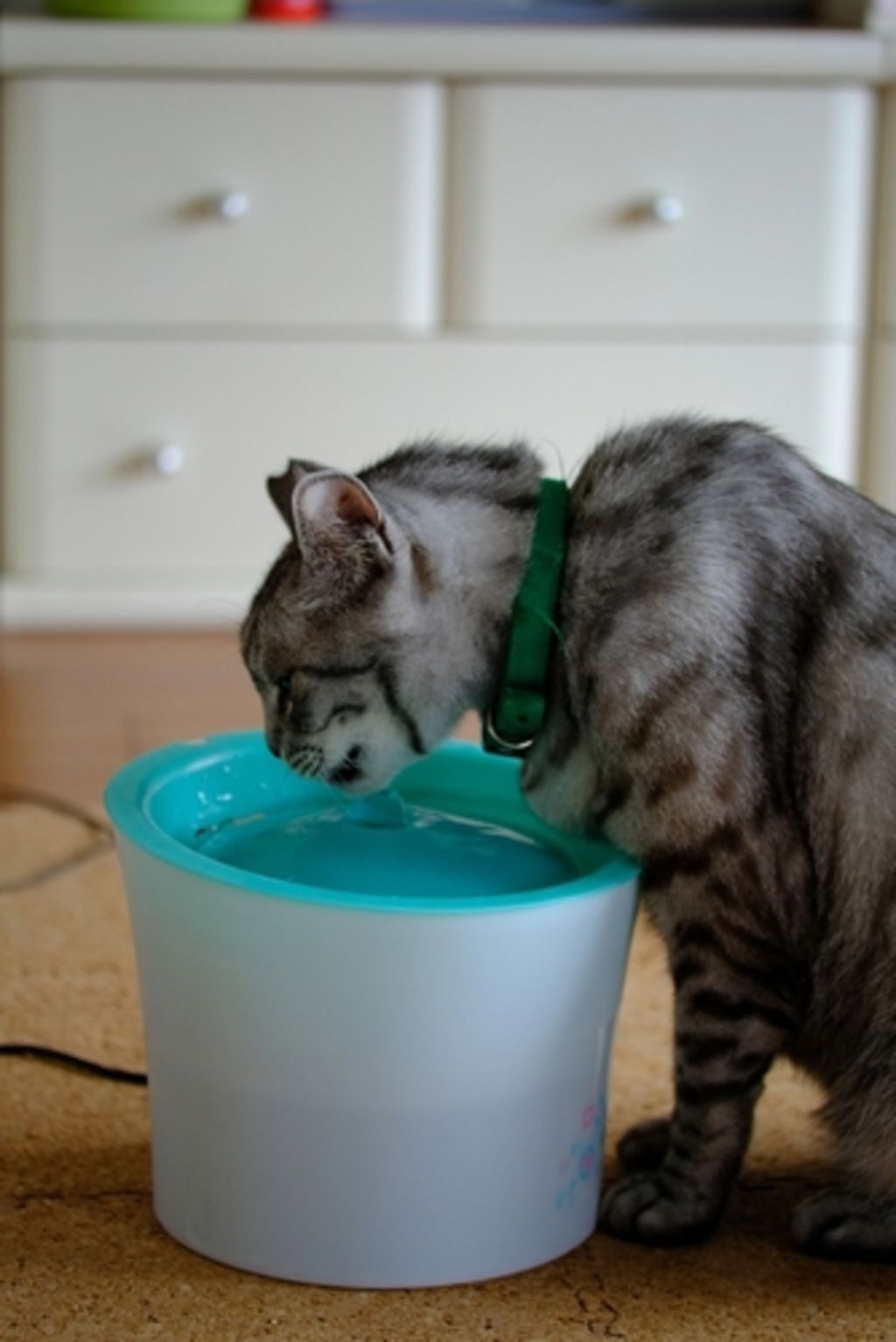 Kat die drinkt van een waterfontein.