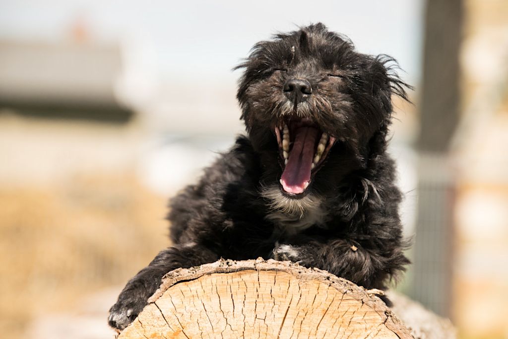 chien noir qui baille