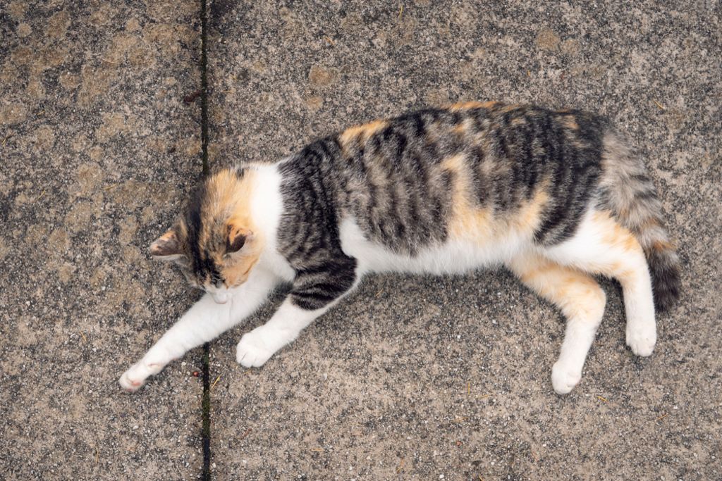 Zwangere langharige kat zit op gras