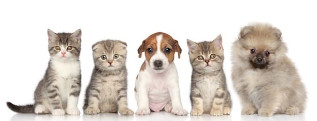 chiens et chats assurance sante animale