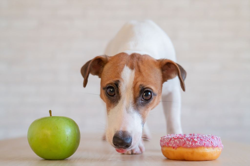 aliments toxiques pour les chiens