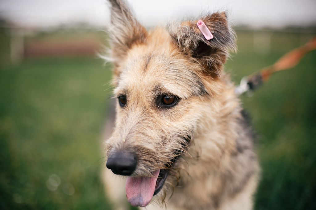 chiot berger de picardie