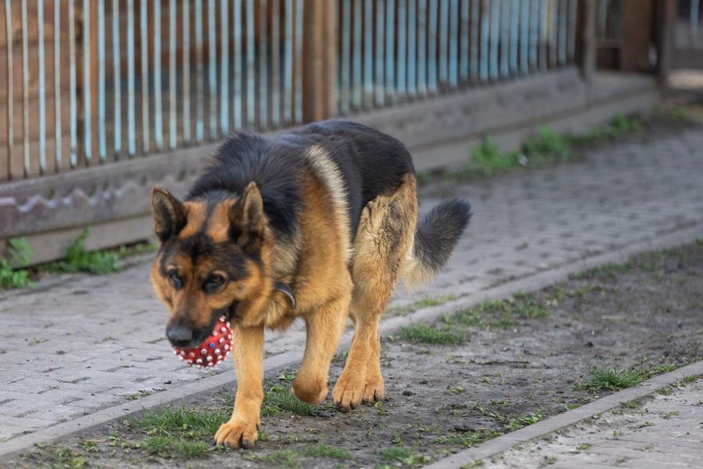 Bloodhound auf Fährtenarbeit
