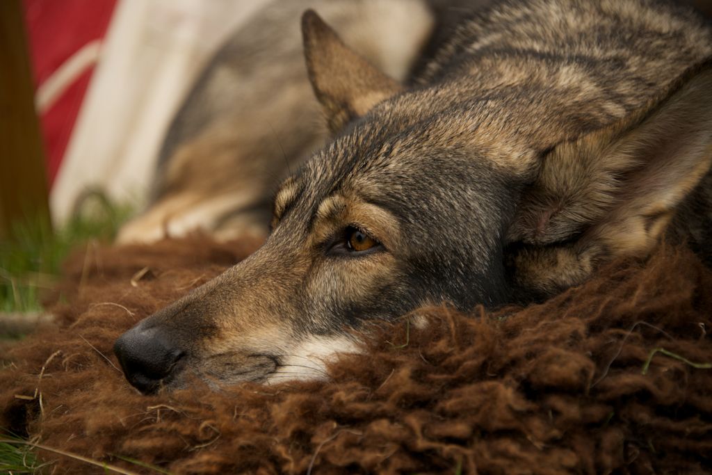 Chien loup tchécoslovaque