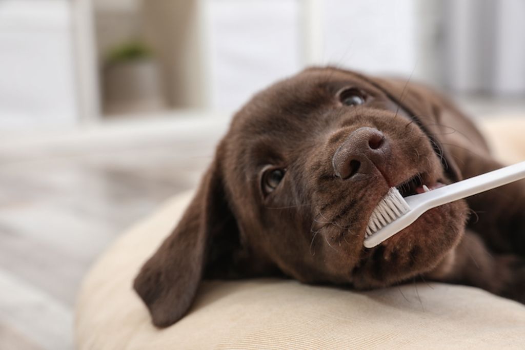 chiot_brosse_a_dents