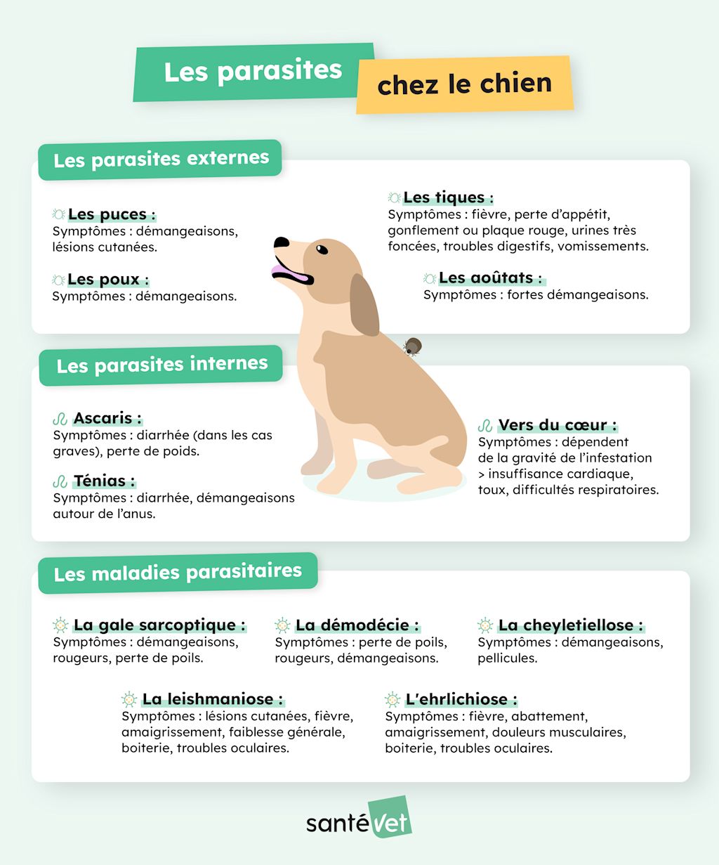parasite chien