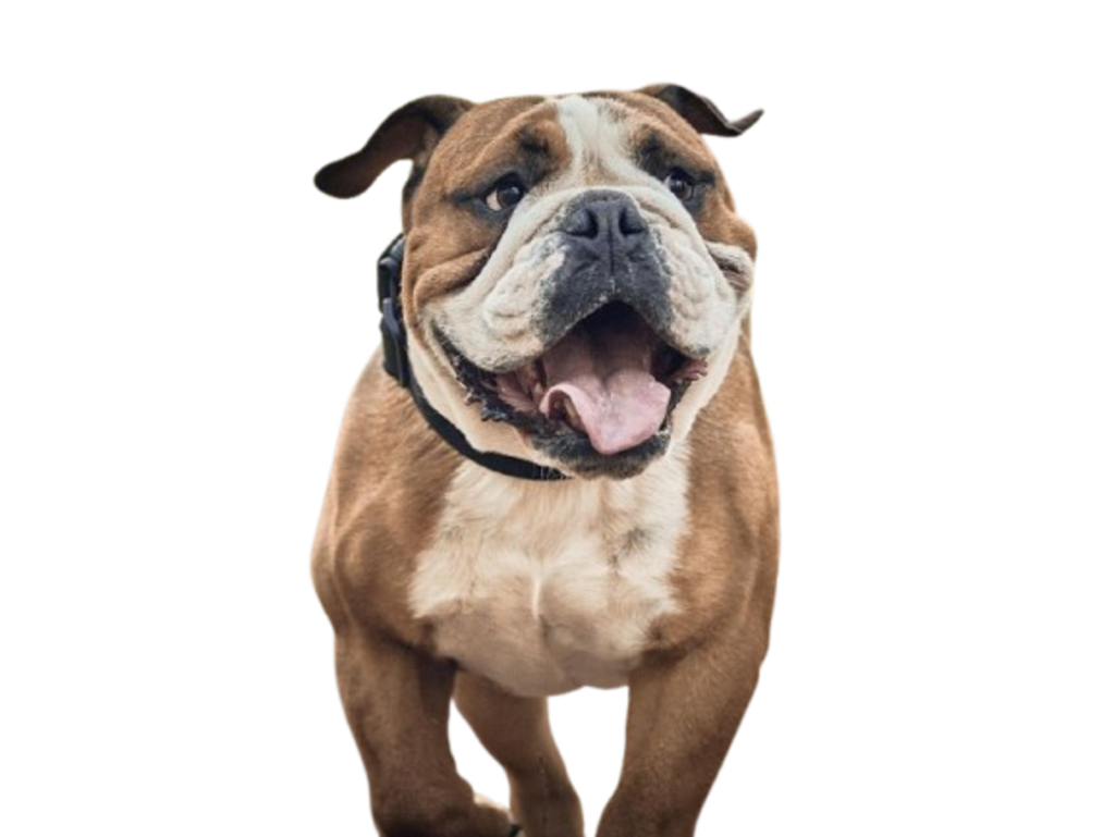 chien bulldog anglais debout