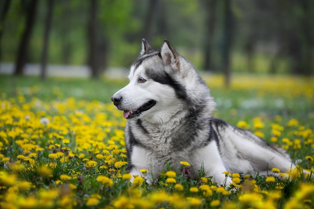 Malamute staat in het voorjaar op het gras