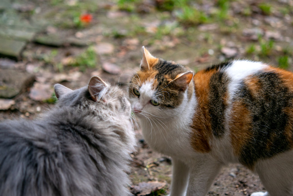 transmission leucose chat