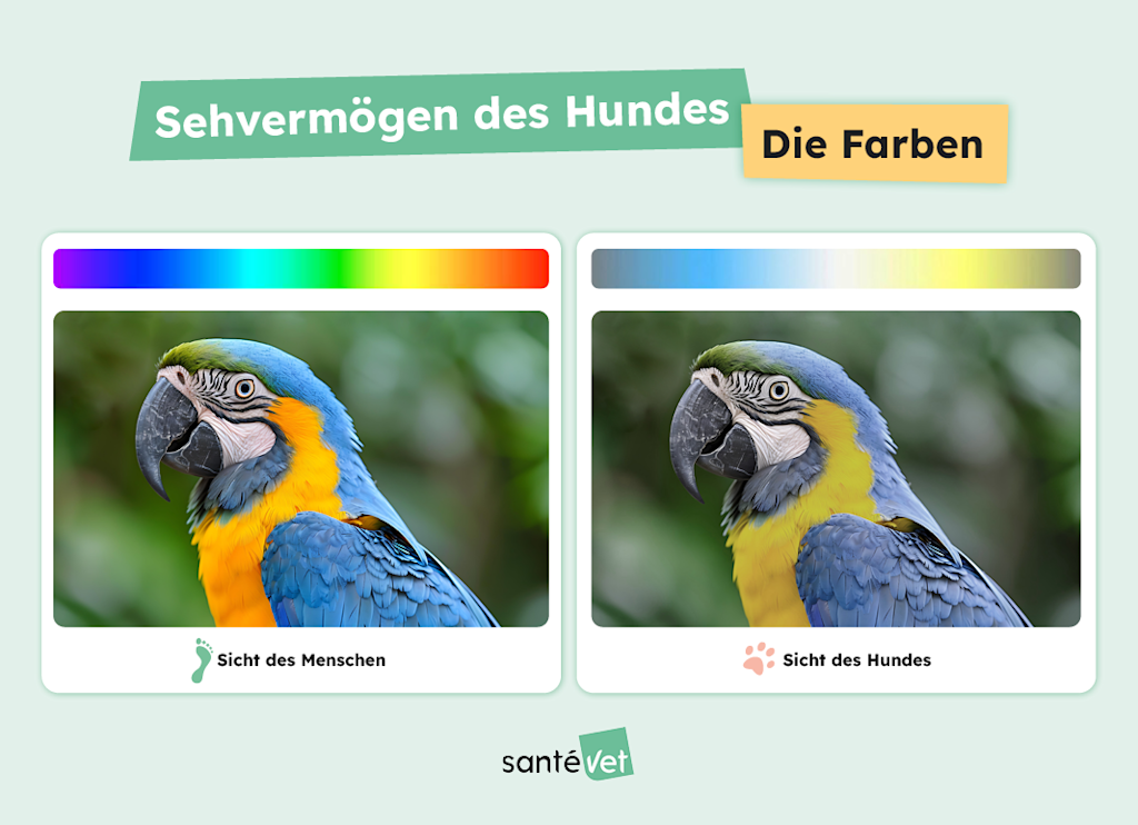 Wie Hunde Farben sehen
