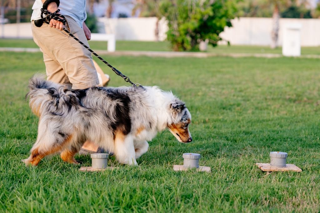 Gioco interattivo per cani con scatole sensoriali
