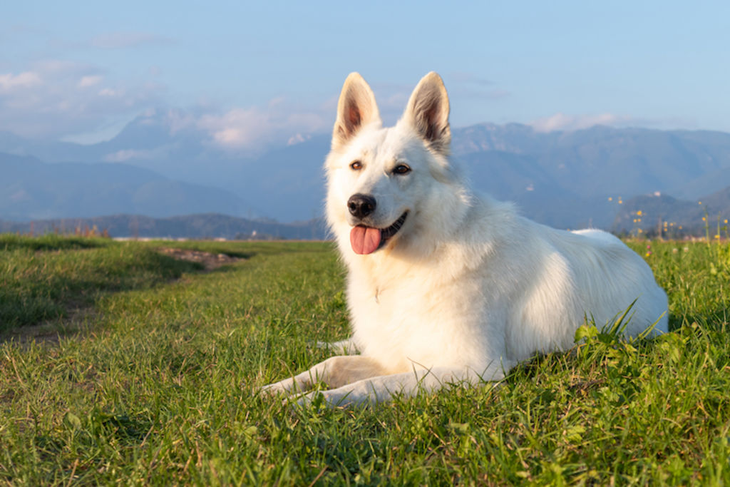 chien berger blanc suisse