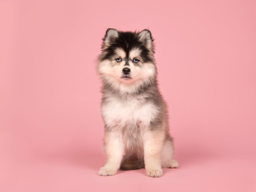 Pomsky