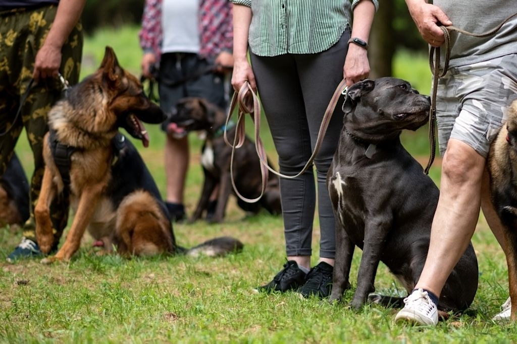 Hundetraining fördert verantwortungsvolle Kommunikation