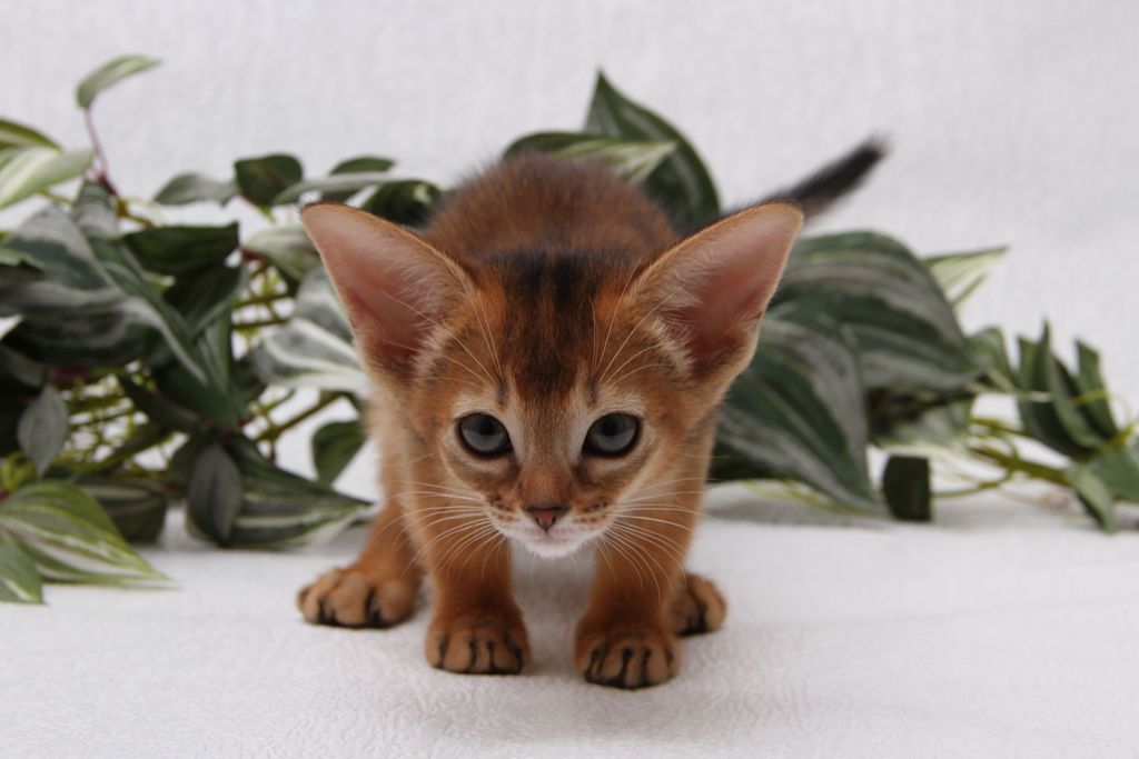 chaton abyssin