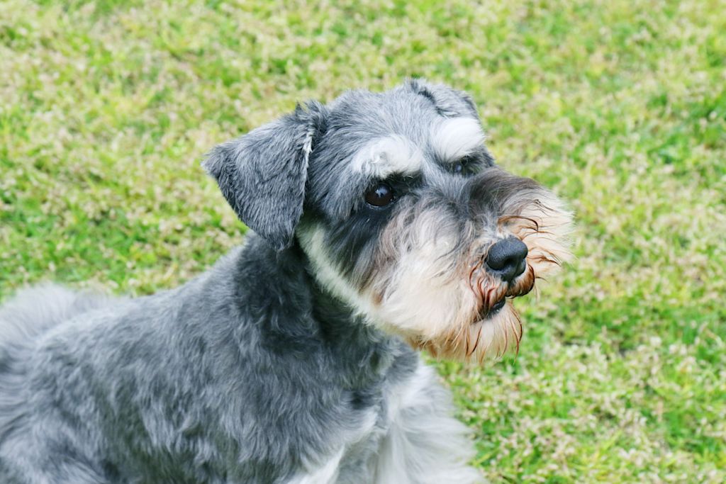 Schnauzer gris