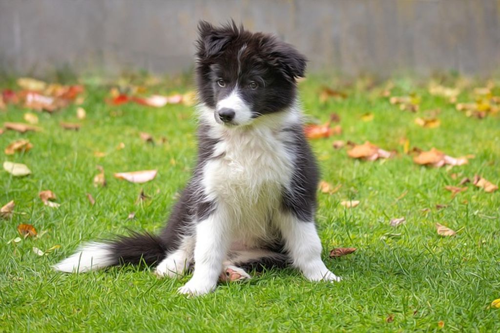 chiot border-collie