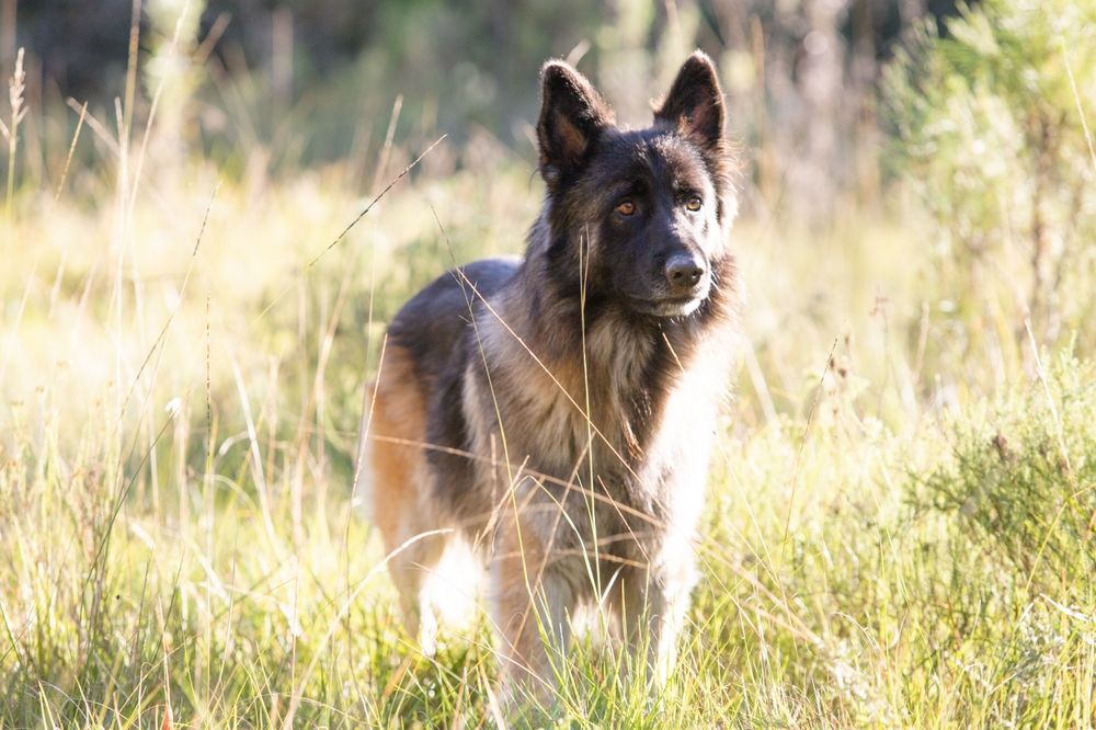 Duitse herder in de natuur