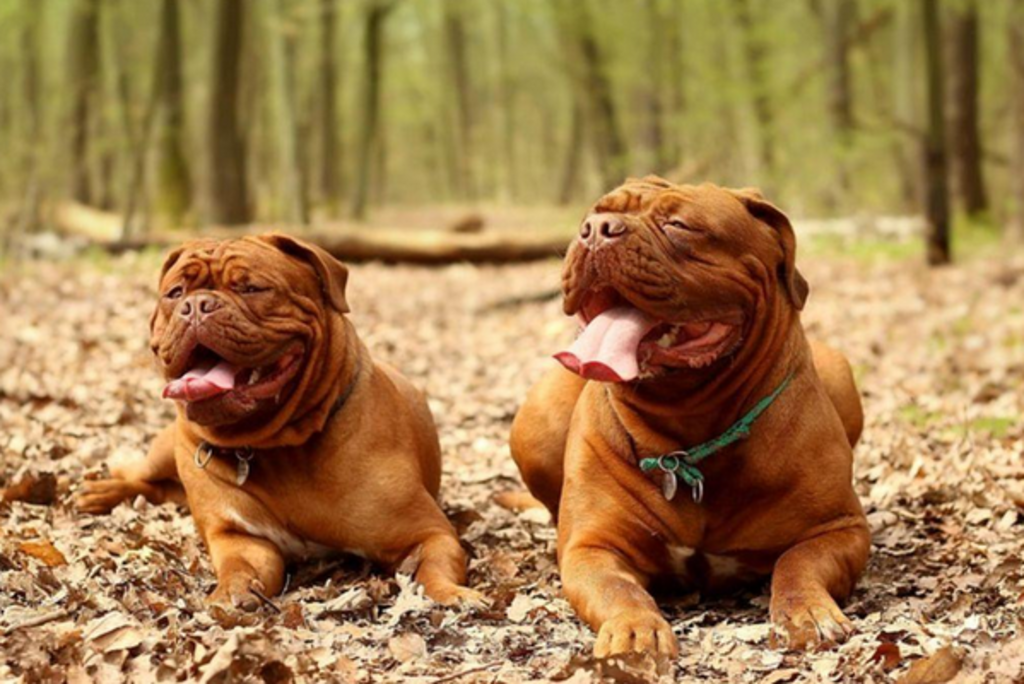 Dogue de Bordeaux rust samen in bos