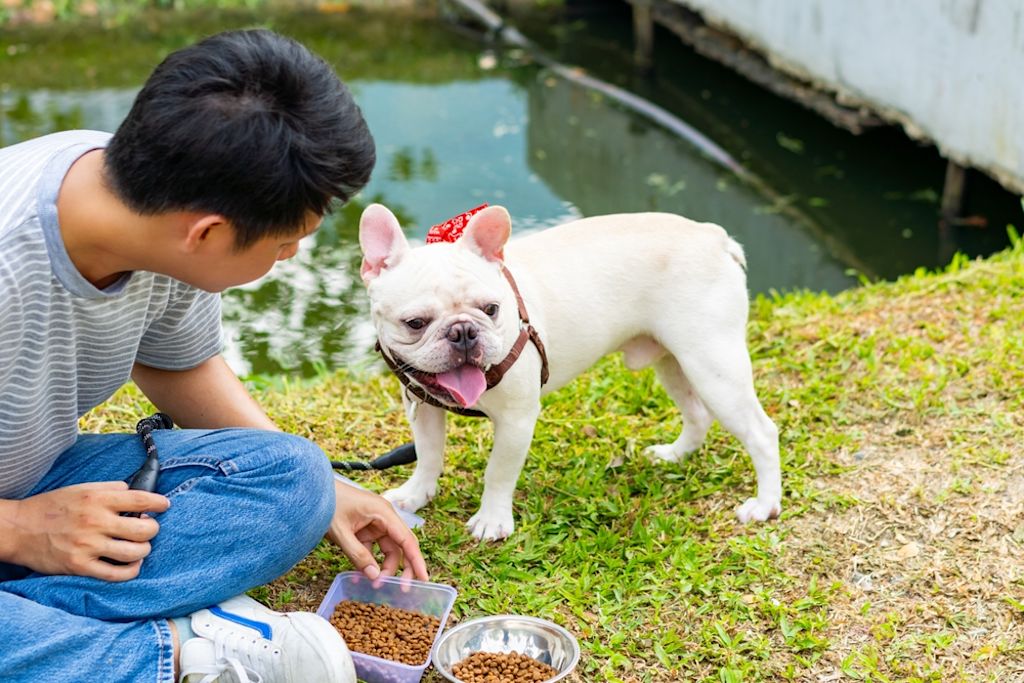 razas de perros blancos pequeños como el bulldog
