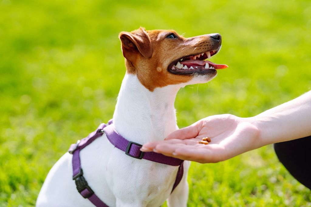 Sguardo sulla ricompensa