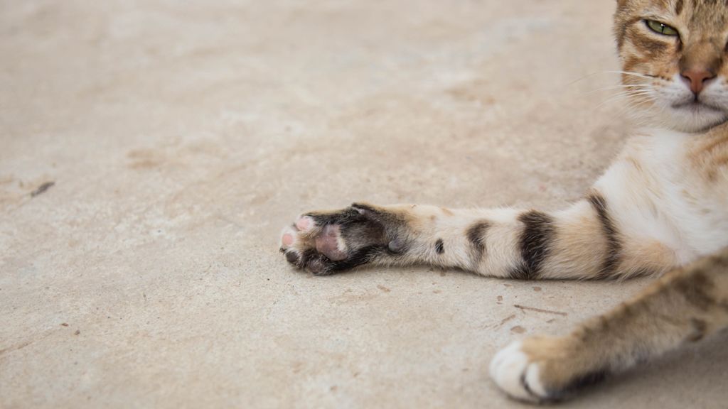 patte chat tigre