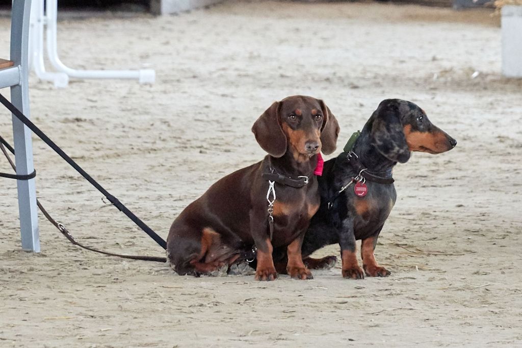 Dachshunde sind gesellige Tiere