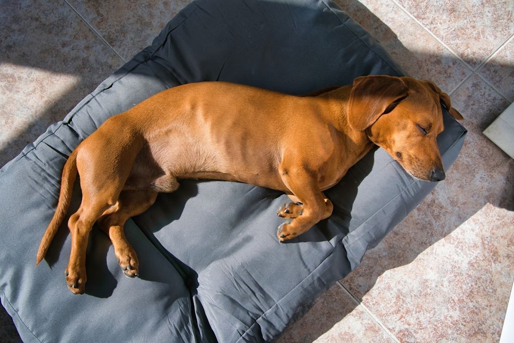 Dachshunde sind treue Begleiter