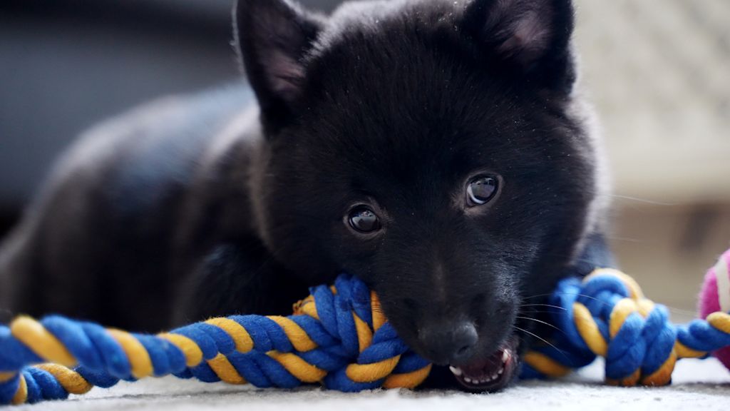 joli chiot schipperke