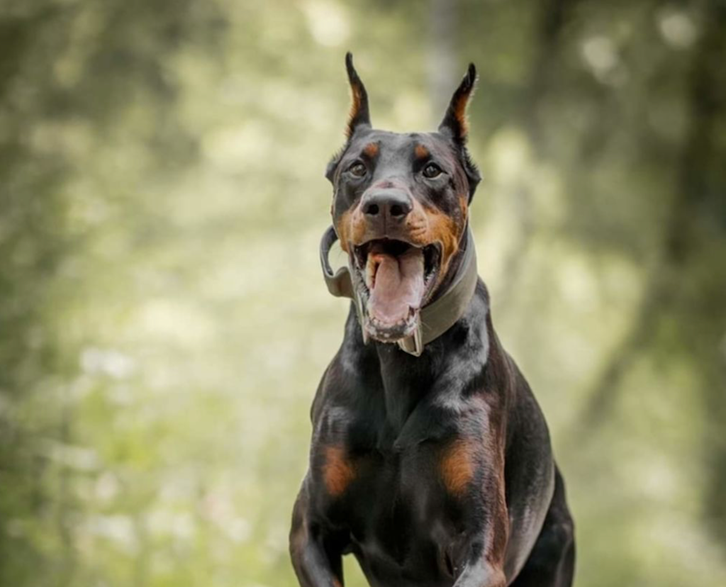 dobermann Dt