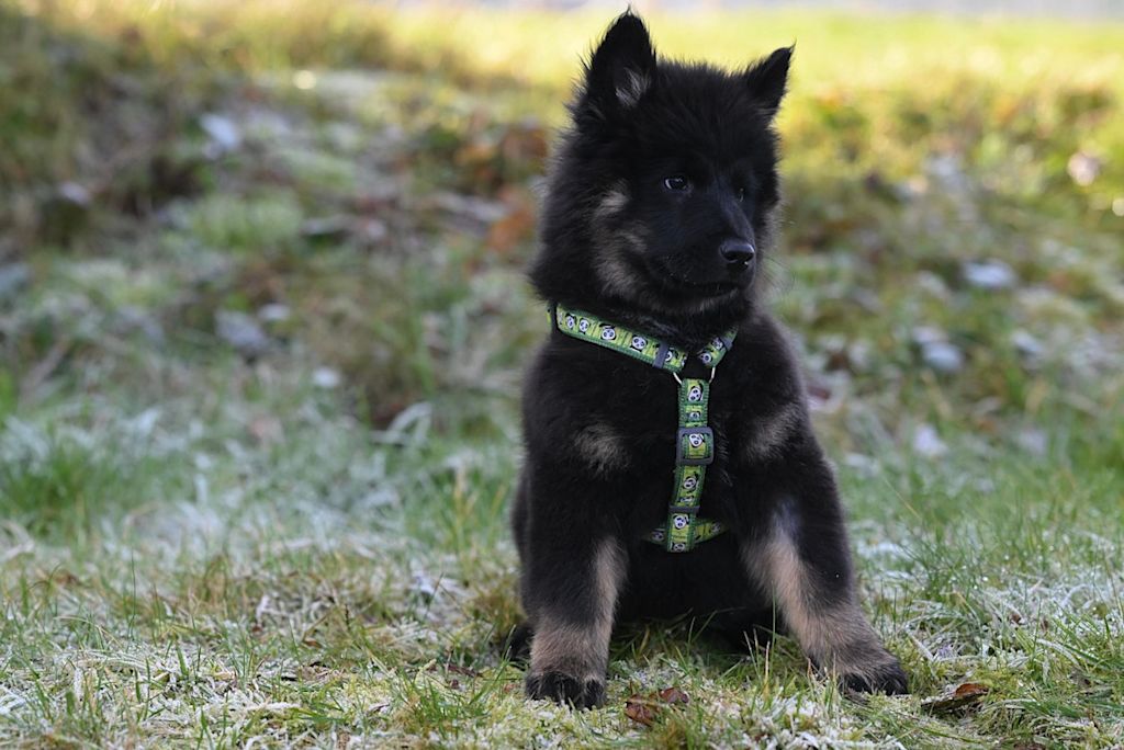 eurasier jeune harnais